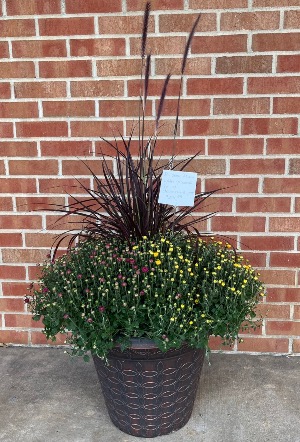 Tri-color mum with/without grasses in 14” pot Seasonal flowering pot