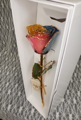 Tri-Color Pastels Gold Dipped Rose 