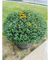 Tri-Colored Mum Plant