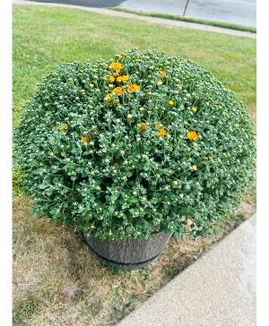 Tri-Colored Mum Plant