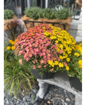 Tri-colored Mums 