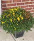 Tri-colored outdoor mum planter Outdoor seasonal blooming plant