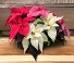 Stull's Tri colored Poinsettia  Plant