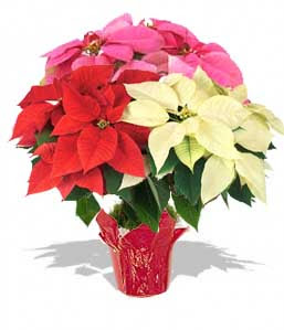 Tri-Colour Poinsettia Plant