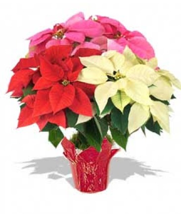 Tri-Colour Poinsettia Poinsettia Plant in Corner Brook, NL | The Orchid Tri-Colour Poinsettia Poinsettia Plant in Corner Brook, NL | The Orchid