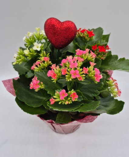 Tricolor Kalanchoe Blooming Plant