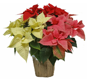 Tricolor Poinsettia (large) 