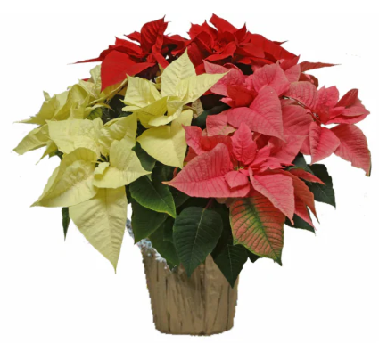 Tricolor Poinsettia (large) 