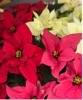 Tricolor Pointsettia Plant