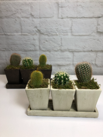 Trio Cactus Planter in Neutral Pottery