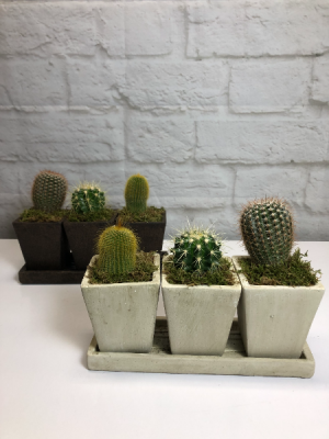 Trio Cactus Planter in Neutral Pottery in South Milwaukee, WI | PARKWAY FLORAL INC. Trio Cactus Planter in Neutral Pottery in South Milwaukee, WI | PARKWAY FLORAL INC.