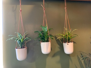 Trio hanging Plants