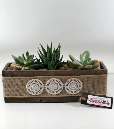 Trio of Succulents Dish Garden of Succulents