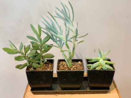 Trio of succulents Plant