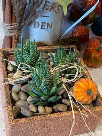 Trio of Succulents Thanksgiving plants in Baltimore, MD | Tasha Flowers-Your Personal Florist Trio of Succulents Thanksgiving plants in Baltimore, MD | Tasha Flowers-Your Personal Florist