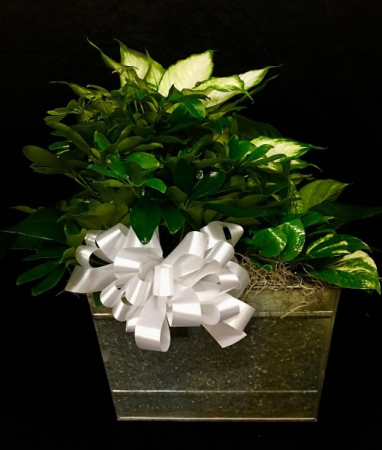Trio-Plant Garden Designed in Galvanized Bucket with Rope Handles