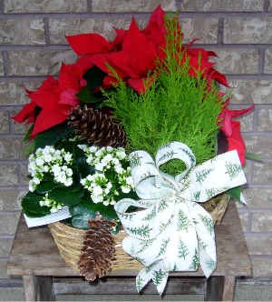 TRIO PLANTER Indoor Plant