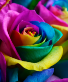 Trio Rainbow Rose Flower Arrangement