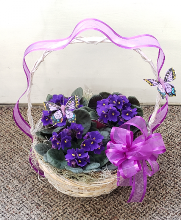 Trio Violet Basket  Plants