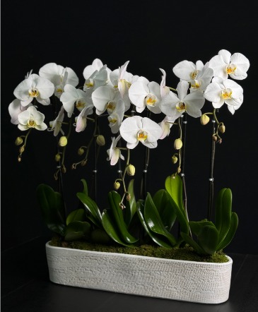 Six White Orchids  in Coral Gables, FL | FLOWERS AT THE GABLES