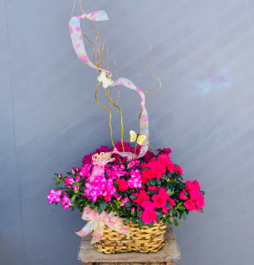 Triple Azalea Basket