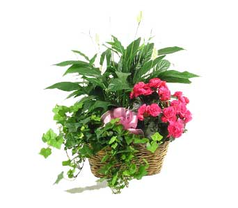 Triple Basket Plants