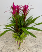 Triple Bromeliad Plant Color choices--red, yellow or yellow varigated