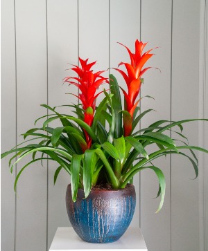 Triple Bromeliad in Premium Planter 