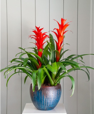 Triple Bromeliad in Premium Planter in Frisco, TX | PATTI ANN'S FLOWERS Triple Bromeliad in Premium Planter in Frisco, TX | PATTI ANN'S FLOWERS