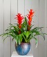 Triple Bromeliad in Premium Planter 
