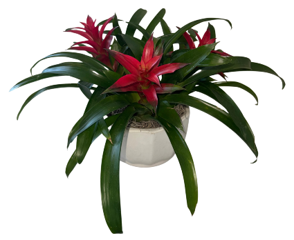 Triple Bromeliad Plant Tropical Bromeliad Plant