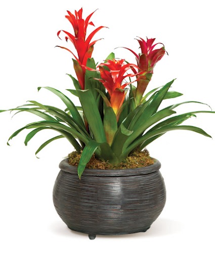 TRIPLE BROMELIAD Tropical Plant