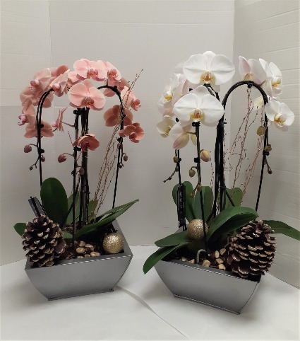Triple Cascading Orchid Planter 