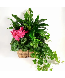 Triple Garden Plant Basket