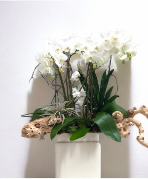 Enchanting White Orchid Delight  Luxury Collection 