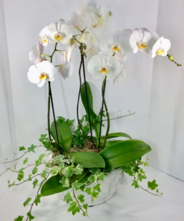 Triple Orchid Garden 