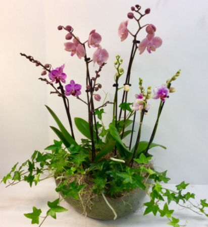 Triple Orchid Garden
