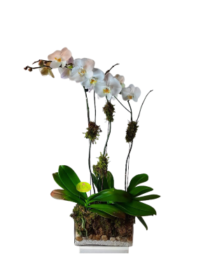Triple Orchid Planter 