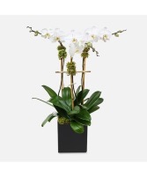 Triple Orchid Plants  Orchid Plant