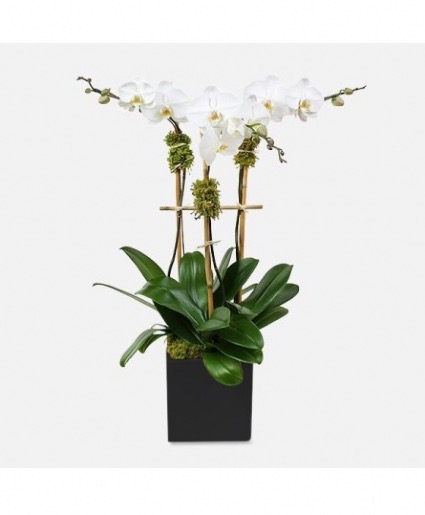 Triple Orchid Plants  Orchid Plant