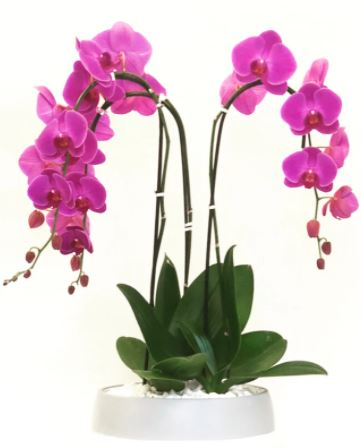 Triple Orchids Planter Dish