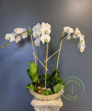 Triple Phalaenopsis Orchid Plant 