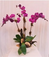 Triple Pink  Orchid Arrangement
