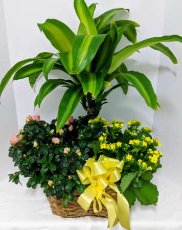 Triple Plant Basket