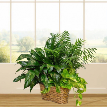 Triple Plant Basket