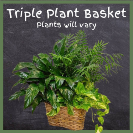 Triple Plant Basket