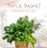 Triple Plant Basket 