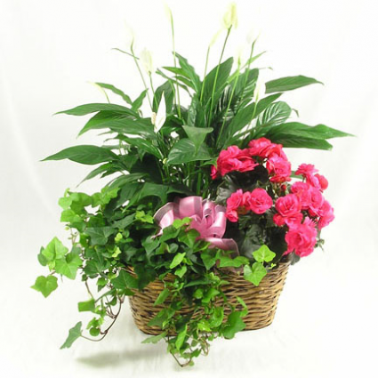 Triple Plant Basket Blooming & Green Plants