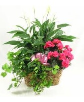 Triple Plant Basket  Gift 
