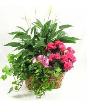 Triple Plant Basket  Gift 